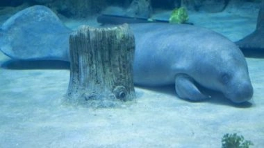 World News | UAE: National Aquarium Abu Dhabi Houses Two African Manatees