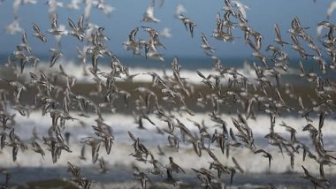 World News | Scientists Warn of Lethal Bird Flu Pandemic, Says Could Be '100 Times Worse' Than COVID