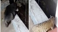 India News | Tamil Nadu: Bear, Leopard Spotted in Residential Area of Nilgiris