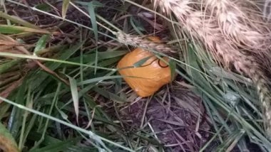 India News | BSF Recovers 350 Grams of Heroin from Punjab's Tarn Taran