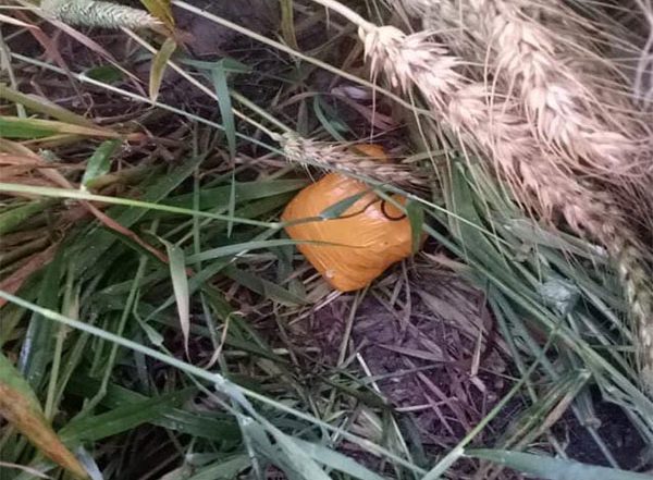 India News | BSF Recovers 350 Grams of Heroin from Punjab's Tarn Taran