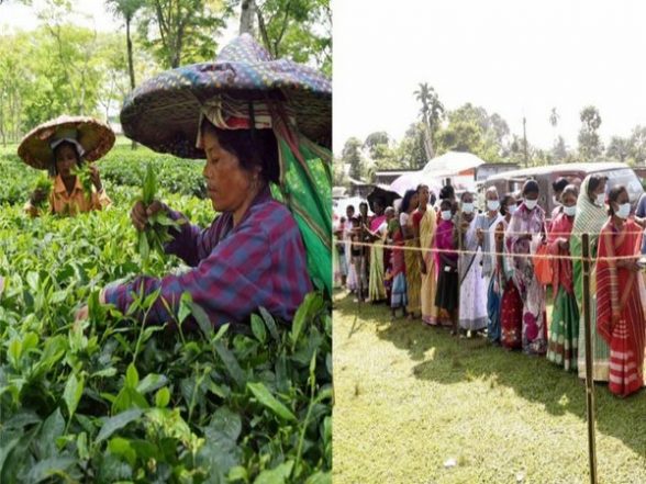 India News | Tea Garden Workers: The Deciding Factor in Lok Sabha Polls in Assam - Vimarsana News