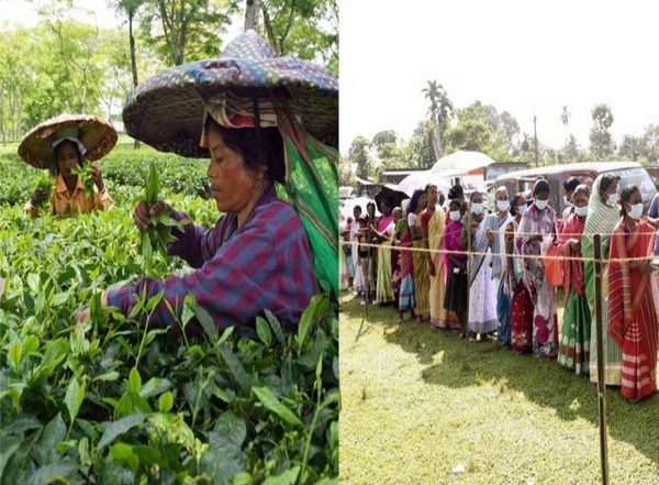 India News | Tea Garden Workers: The Deciding Factor in Lok Sabha Polls in Assam