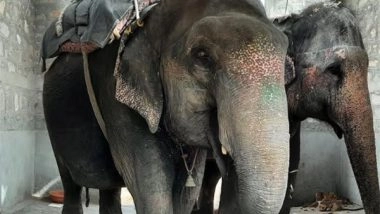 Business News | World Animal Protection Urges Immediate and Proper Rehabilitation for Captive Elephants in India Amidst Growing Deadly Incidents