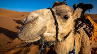 World News | Mansour Bin Zayed Attends Annual Festival for Purebred Arabian Camel Racing