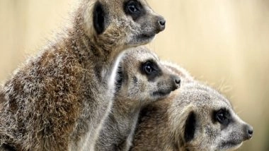 Entertainment News | Warner Bros to Adapt Emmy-nominated Series 'Meerkat Manor' into Animated Feature