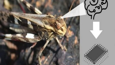 Business News | Researchers Develop Low-power Artificial Neurons Mimicking Locust Brains for Obstacle Detection