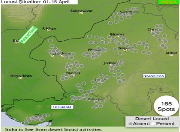 Business News | Survey Finds India Free of Locusts Ahead of Kharif Crop Season