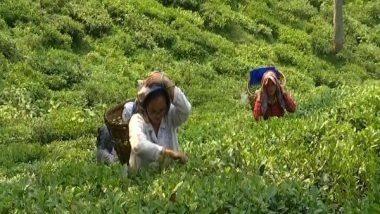 India News | As Tea Industry Sinks, Darjeeling Looking for Alternate Sources of Income