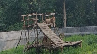 India News | Tripura Zoo Beats Heatwave, Protects Animals with Fruit Feasts and Ice Blocks