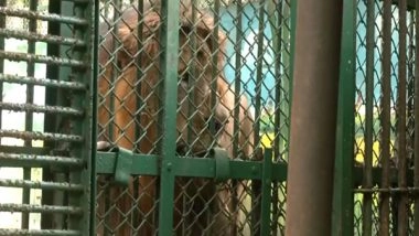 India News | Tripura Zoo Implements Various Measures to Protect Animals from Intense Heatwave