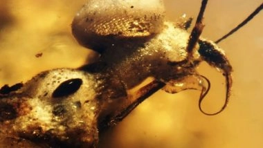World News | 99 Million-year-old Amber Yields Fossil Surprise