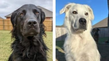 Vitiligo in Dogs! Black Dog's Colour Changes Completely to White in Two Years Due to Rare Condition (Watch Video)