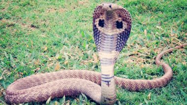 Snake Attack in UP: Man Dies After Getting Bitten by Cobra That He Rescued From Well in Banda Village