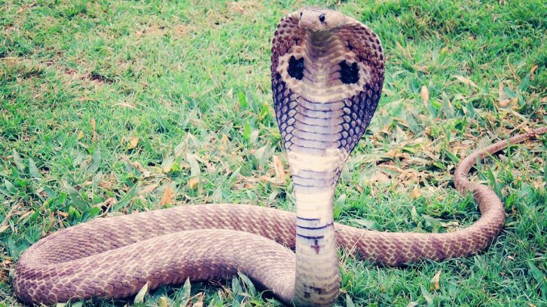 Snake Attack in Maharashtra: Snake Charmer Dies After Cobra Bite in Gondia; Disturbing Video Surfaces