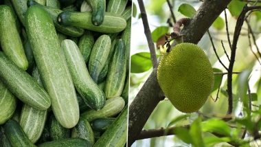 Healthy Summer Diet: From Jackfruit to Cucumber, 5 Ideal Foods To Combat the Summer Heat