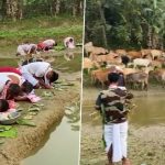 Rongali Bihu 2024: Farmers Begin Assamese New Year Celebrations by Giving Bath to Their Cows on Goru Bihu (Watch Video)