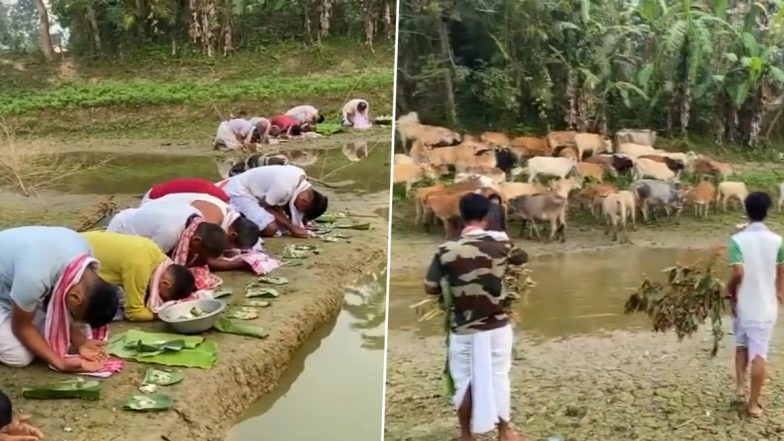 Rongali Bihu 2024: Farmers Begin Assamese New Year Celebrations by Giving Bath to Their Cows on Goru Bihu (Watch Video)