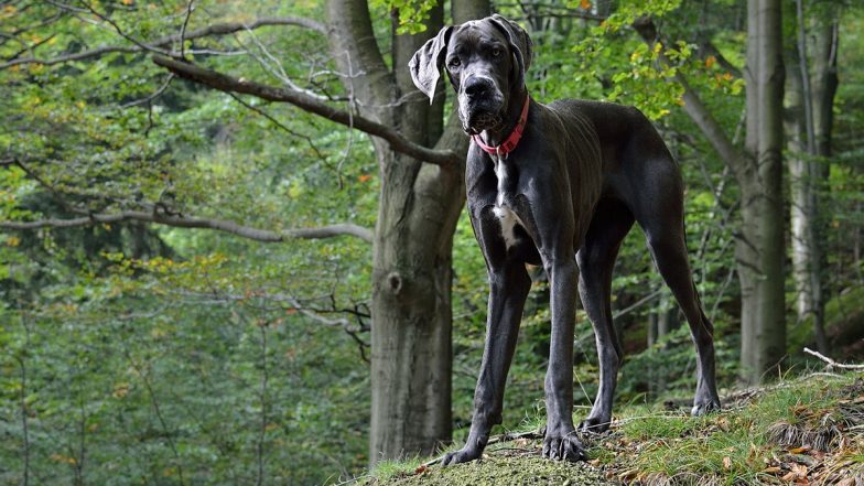 Bestiality Horror in US: Texas Nurse Arrested After Police Find Disturbing Videos of Her Having Sex With Great Dane, the World's Largest Dog