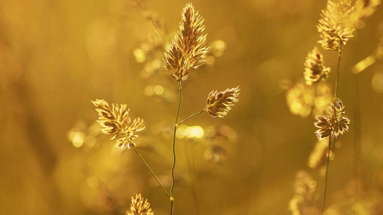 Jammu and Kashmir Heatwave: Use of Animals To Draw Vehicles, Carry Load Restricted During Afternoons; Local Official Cites Ongoing High Temperatures in Region