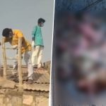 Dead Monkeys in Water Tank: 20 Monkeys Drown to Death in Water Tank While Trying to Drink Water in Telangana’s Nandikonda Municipality, Authorities Remove Carcasses (Watch Video)