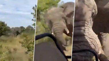 Elephant Attack Video: US Tourist Dead After Angry Elephant Chases and Attacks Safari Truck in Africa's Kafue National Park, Terrifying Moments Caught on Camera