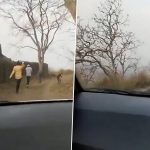 Bee Attack in Burhanpur: Picnic Turns Into Nightmare as Swarm of Bees Attack People in Madhya Pradesh, Viral Video Shows People Running for Cover