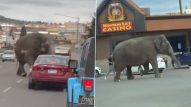 Elephant on Loose in Montana: Circus Elephant Escapes After Being Spooked by Backfiring Car, Causes Traffic Disruption; Viral Video Surfaces