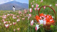 Jammu and Kashmir: Endless Sea of Wild Tulips Adorn Countryside at Pampore, Video of Saffron Fields Will Leave You Captivated