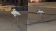 Navi Mumbai: Flamingos Spotted Walking on Palm Beach Road, Locals Raise Concern as Three Die in Vehicle Collisions (Watch Video)