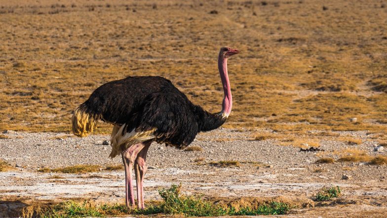 Ostrich Karen at Topeka Zoo in Kansas Swallows Staff Member’s Keys, Dies