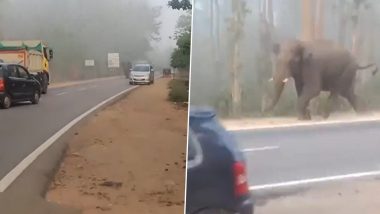 Elephant Roams on Main Road Near Karnataka’s Srimangala, Video Surfaces