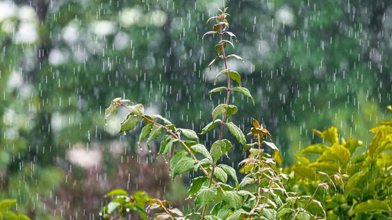 India Weather Forecast for May 11: IMD Predicts Rainfall and Thunderstorms in These States, Check Details