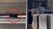Rat Inside Domino's Pizza Shop in Mumbai: Man Shares 'Disgusting' Video of Rodent Running on Oven Inside Pizza Outlet in Byculla, Urges FDA to Take Action