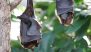 International Bat Appreciation Day 2024: Know Date, History, Significance and More About the Day Dedicated to Appreciating Bats