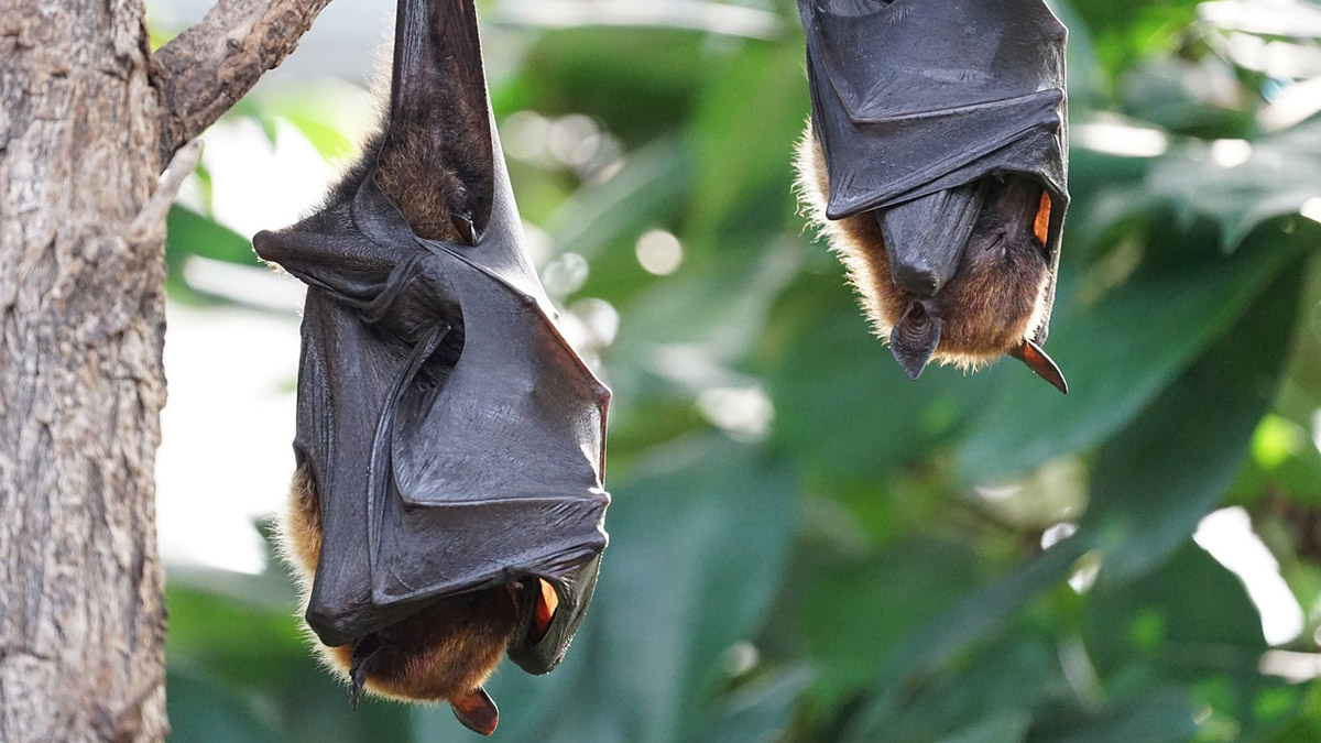 Festivals & Events News International Bat Appreciation Day 2024 Date