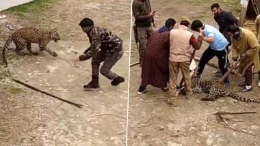 Leopard Caught Alive in Kashmir: Video Shows Men Armed With Sticks Capturing Leopard at Fetehpora Village in Ganderbal District