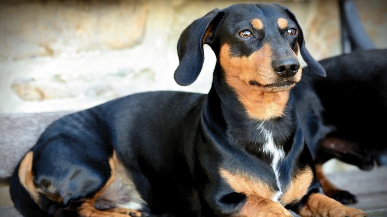 UK Dog Attack: Woman's Face Brutally Mauled By Friend's Pet Dachshund
