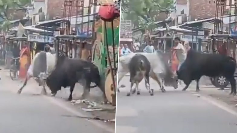 Stray Cattle Menace in Amethi: Bullfight in Middle of Road in Uttar Pradesh Spells Chaos, Video Surfaces