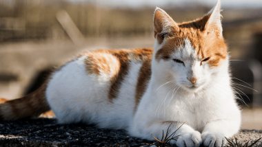 Bird Flu in US: Cats Suffer Blindness, Death After Catching H5N1 Virus by Drinking Cow Milk in Texas