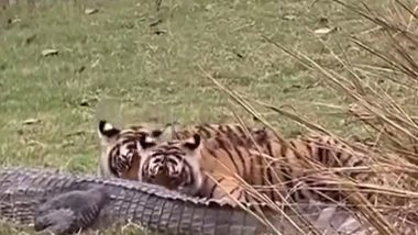 Tiger Eats Crocodile Video: Tigress Riddhi, Three Cubs Seen Feasting on Croc in Ranthambore National Park; Clip Goes Viral