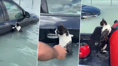 Dubai Floods: Cat Holds On to Car to Save Self During Massive Floodings, Gets Rescued (Watch Video)