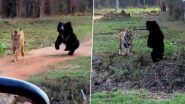 Tiger vs Bear: Big Cat Blocks Sloth Bear's Path, Gets Chased Away at Tadoba Tiger Reserve in Maharashtra's Chandrapur (Watch Video)