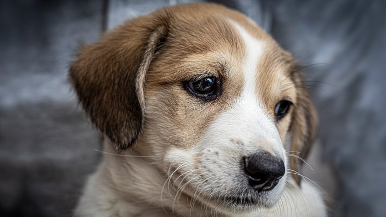 Animal Cruelty in Pune: Shopkeeper Assaults Puppy With Iron Rod in Pimpri Chinchwad, Disturbing Video Surfaces