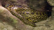 Wildlife Smuggling Attempt Foiled: Man Arrested at Bengaluru Airport With 10 Baby Yellow Anacondas From Bangkok