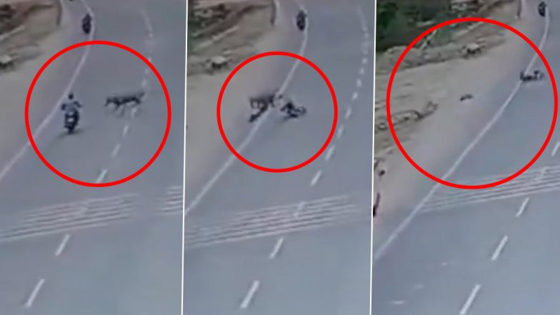 Fatal Collision! Biker Dies After Being Hit by Nilgai Crossing Highway in Uttar Pradesh’s Ayodhya, Terrifying Video Surfaces