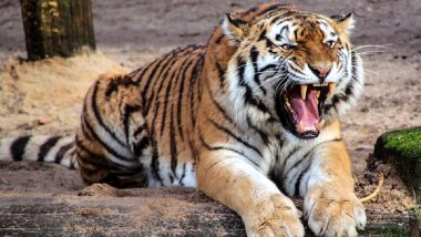 Tiger Attack in Lakhimpur Kheri: Farmer Out To Inspect Sugarcane Field Killed by Tiger Near Gola Range Forest, Victim’s Mutilated Body Found; 4th Incident of Big Cat Attack This Month