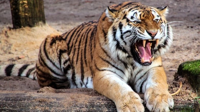 Tiger Attack in Lakhimpur Kheri: Farmer Out To Inspect Sugarcane Field Killed by Tiger Near Gola Range Forest, Victim’s Mutilated Body Found; 4th Incident of Big Cat Attack This Month