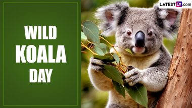 When Is Wild Koala Day 2024? Know Date and Significance of the Day That Highlights the Need To Protect Koalas and Their Habitats