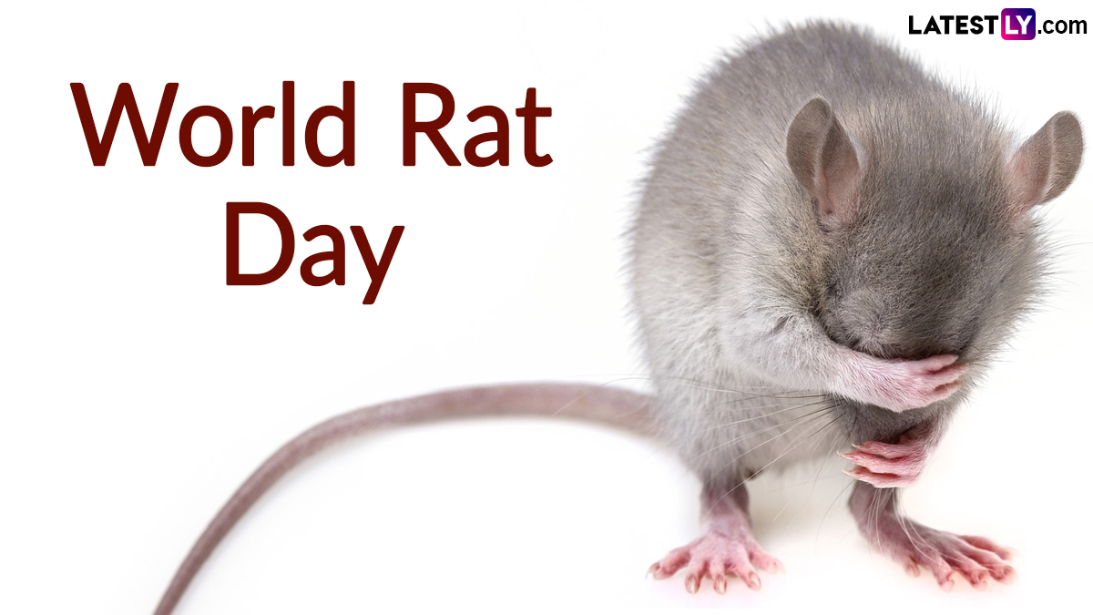 Festivals & Events News Know About World Rat Day To Understand Why